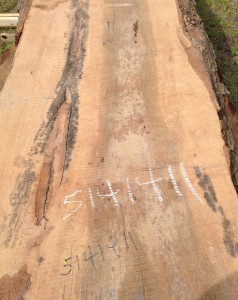 Laurel Oak Natural Edge Slab
