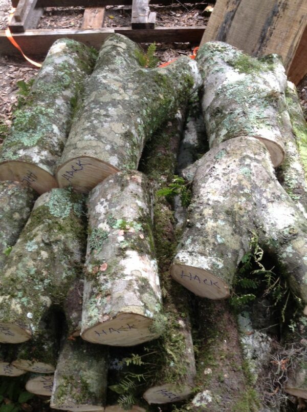 Spalted Hackberry Florida Crotchwood