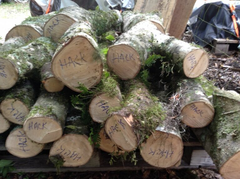 Spalted Hackberry Florida Crotchwood